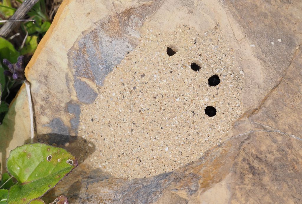 Cosa potrebbe essere? Palla sabbiosa (ma dura) con i buchi